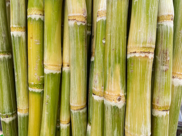 Top 8 Sugarcane Suppliers in Canada in Year 2025: Data-Driven Insights for Smart Buyers