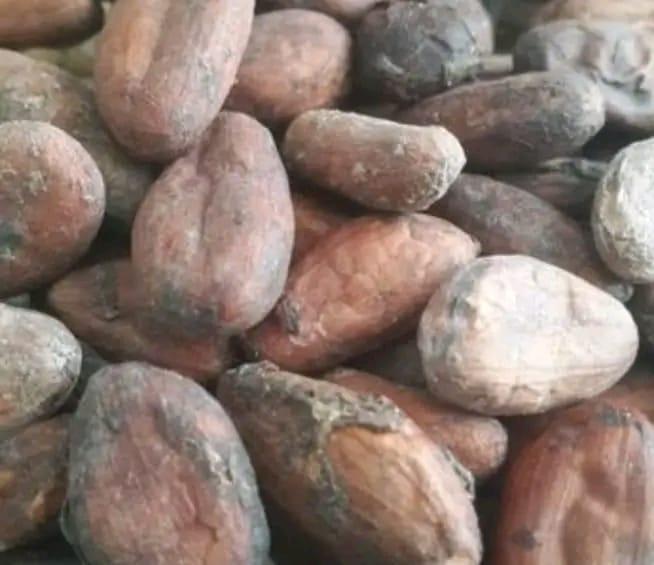 Premium Cocoa Beans