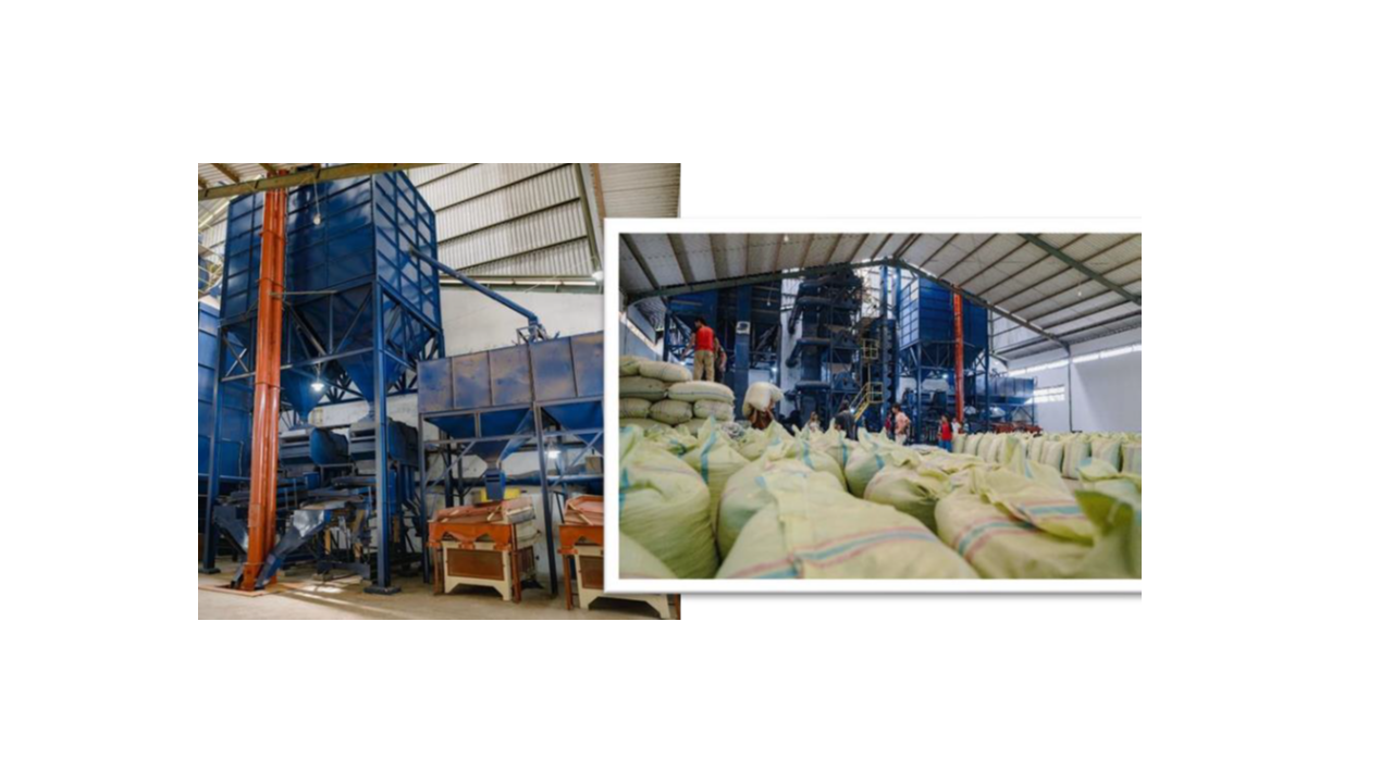 Arabica Gayo Coffee Farming