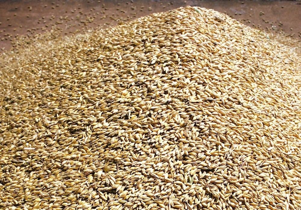 Barley Grain / Barley Malt Grain / Hulled Barley Grain at Competitive Price Wholesale Good Quality at Factory Price