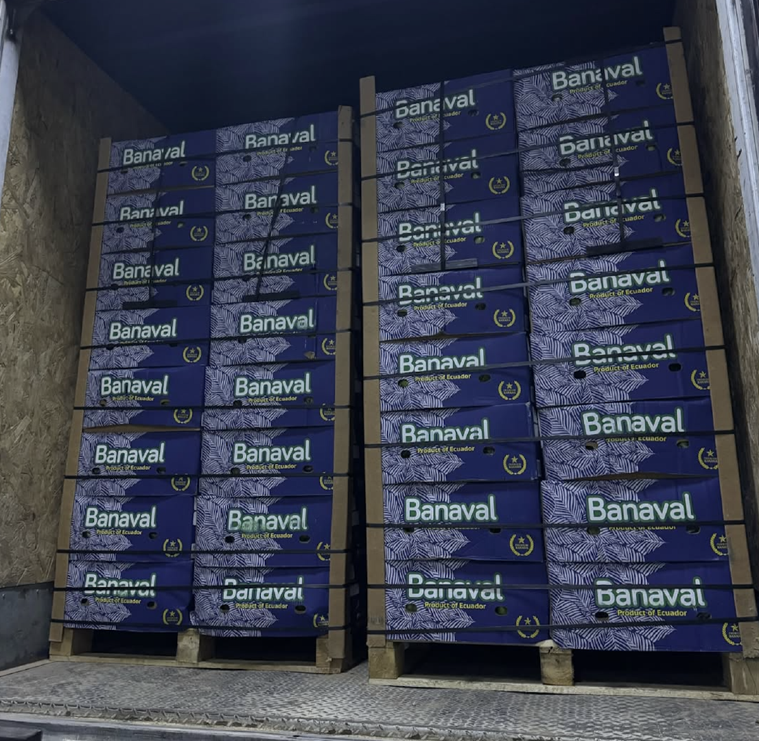 FRESH SWEET FLAVOR UNRIPE BANANAS CAREFULLY SELECTED FOR SUPERIOR EXPORT QUALITY