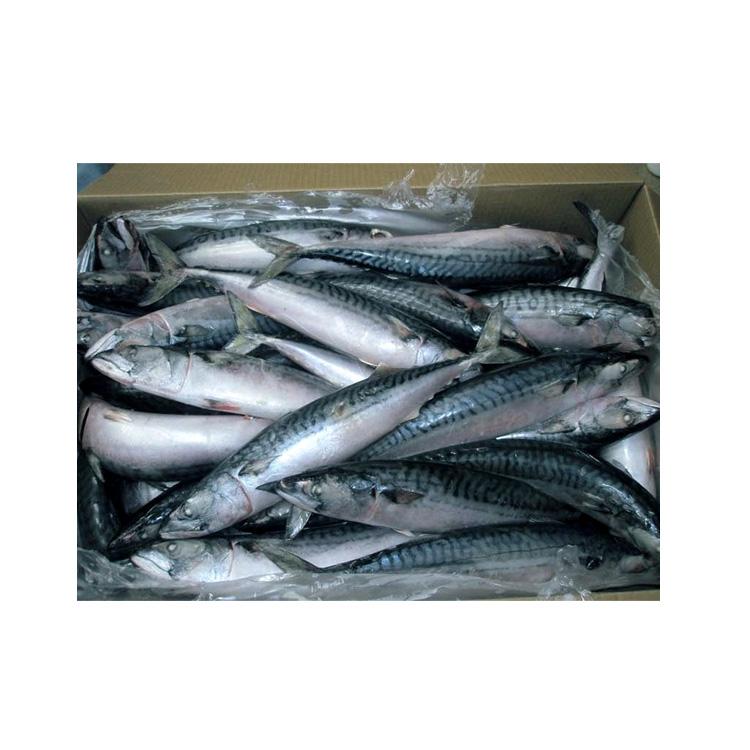 Get to Know the Top 10 Frozen Fish suppliers in South Africa