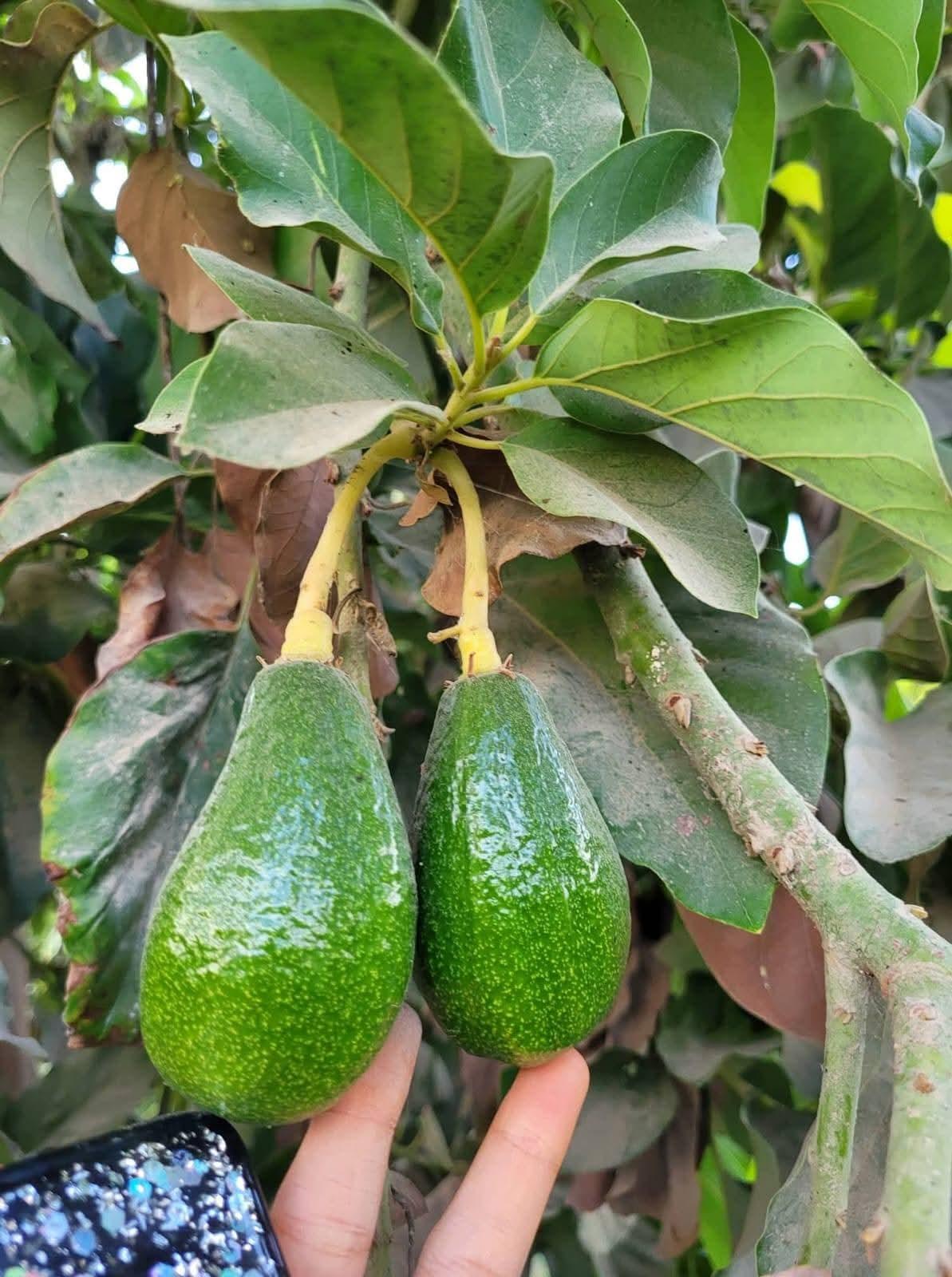 Mango Fuerte