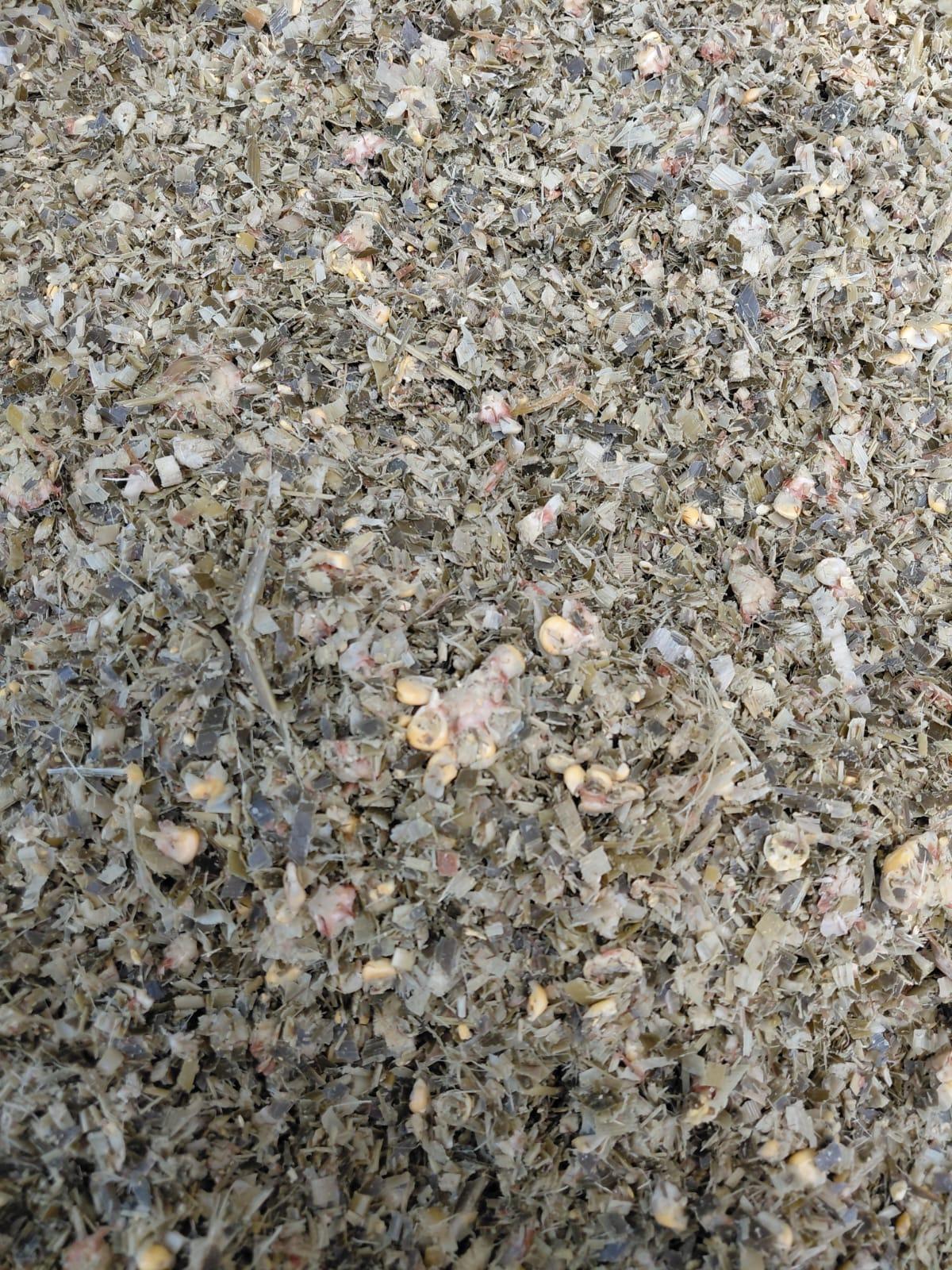Corn Silage