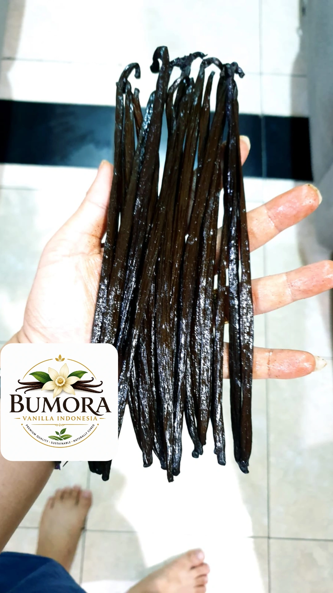 Vanilla Bean Planifolia Java Indonesia