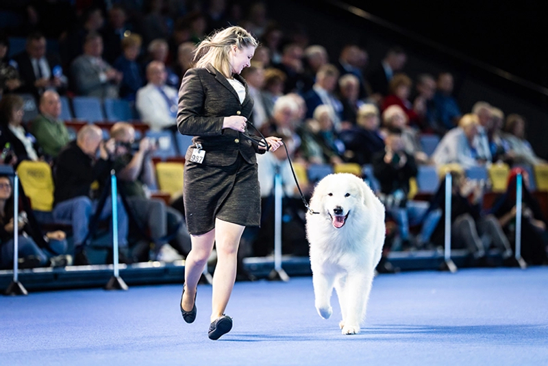 Discover FCI World Dog Show: B2B Event Guide - 2