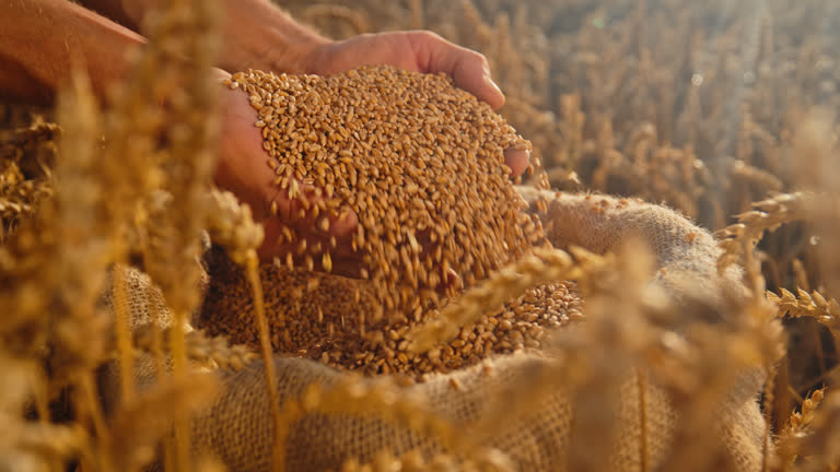 Top 10 Grain Suppliers in Poland in August 2025: Market Trends, Insights & Strategic Sourcing Tips