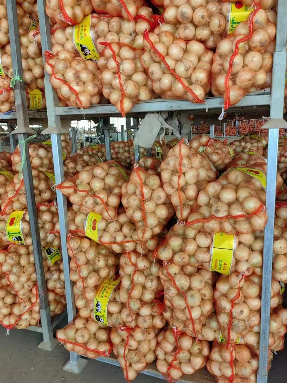 Fresh Yellow Onion 5‑7cm China Origin, Mesh Bag & Carton Packing, For Africa Middle East Market, Reefer Shipment