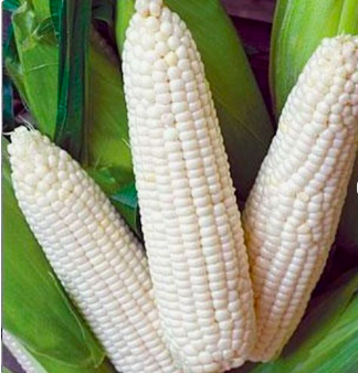 Top quality Wholesale Sweet Corn Canned Available whole kernel sweet Corn. Free shipping. Best quality corn for sale.