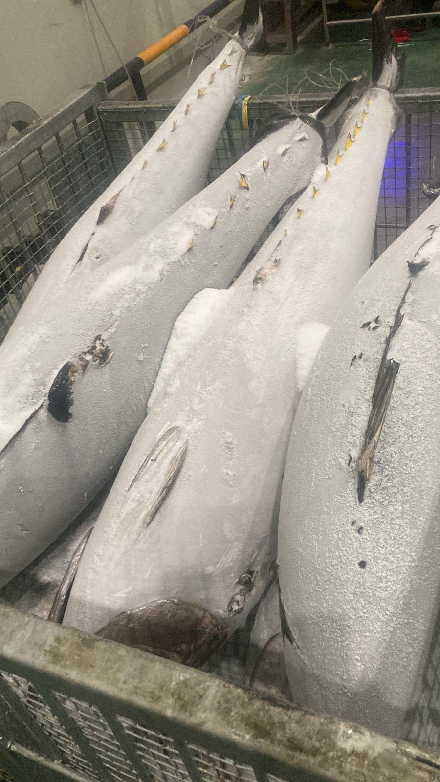 Frozen Skipjack Tuna