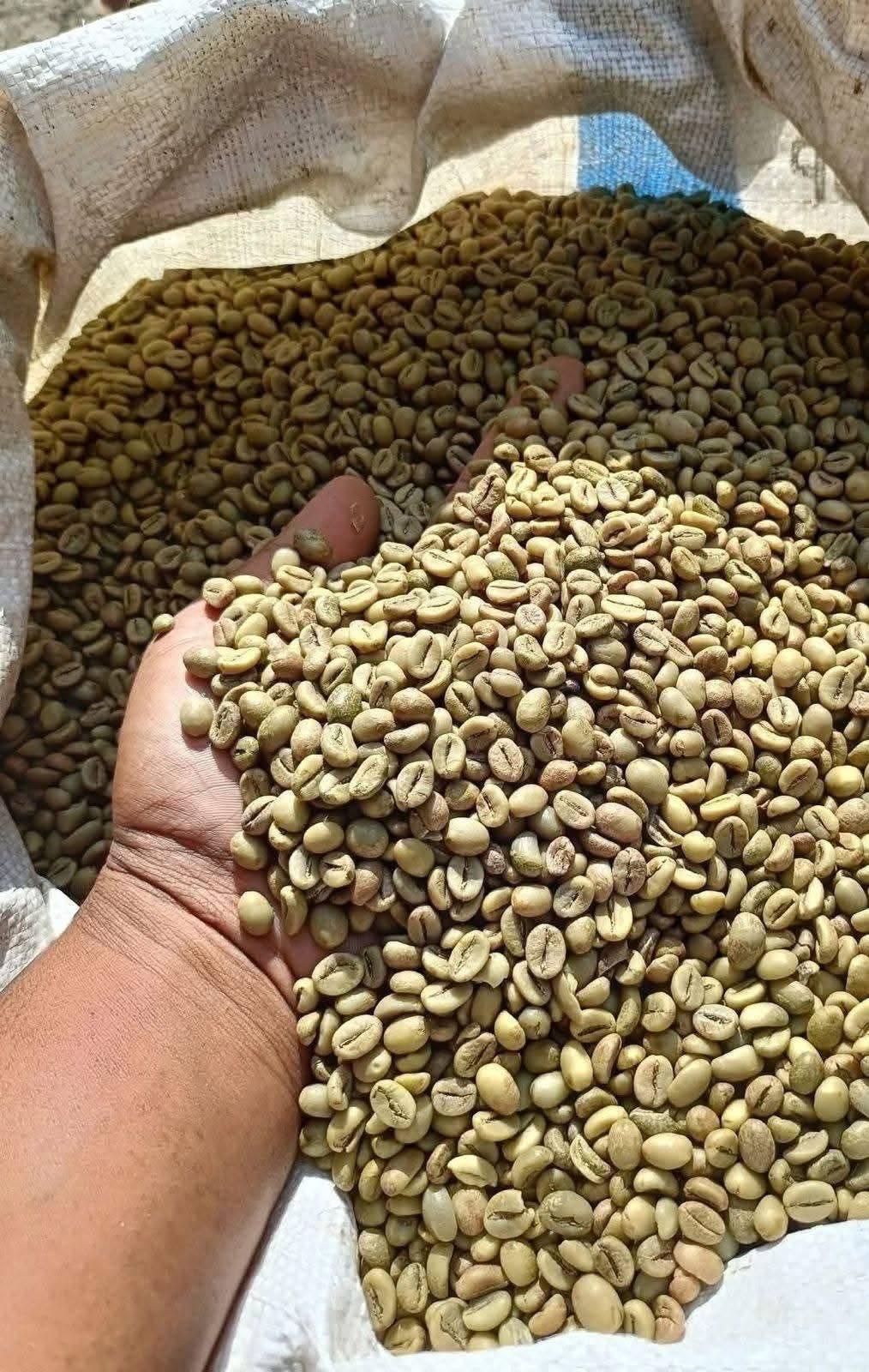 Premium Arabica Coffee Beans Export Quality Wholesale Bulk Supply for Retail and Global Buyers