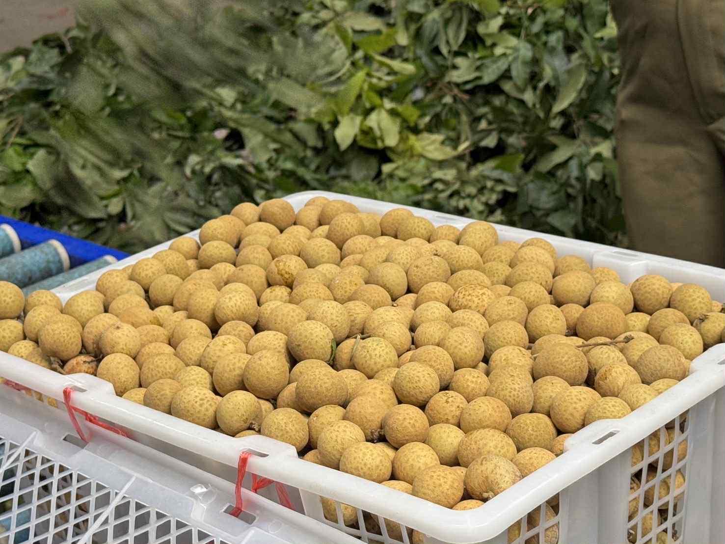 longan Origin thailand