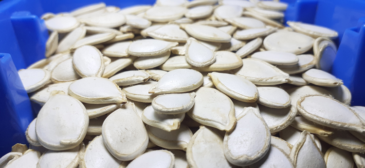 Rich Quality High Grade Pure Natural Organic Pumpkin Seeds Kernels from Top Supplier