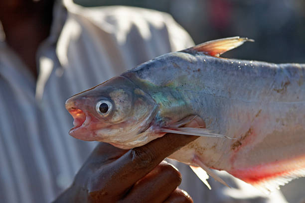 Top 4 Pangasius Suppliers in India in Quarter 3 of 2025: Market Insights, Trends, and Business Strategies