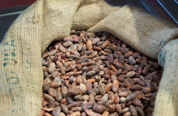 Top 8 Cocoa Beans Suppliers in Philippines in July 2025