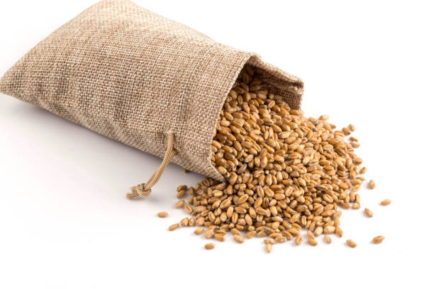 Top 10 Wheat Suppliers in United Kingdom in Year 2025