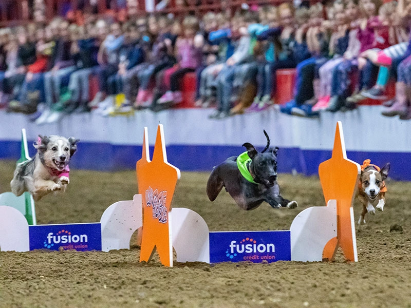 Unlock Royal Manitoba Winter Fair: Must-Know B2B Event - 2