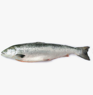 Fresh Frozen Mackerel fish/ mackerel fish for sale.Quality Fresh Frozen Mackerel fish.Wholesale price