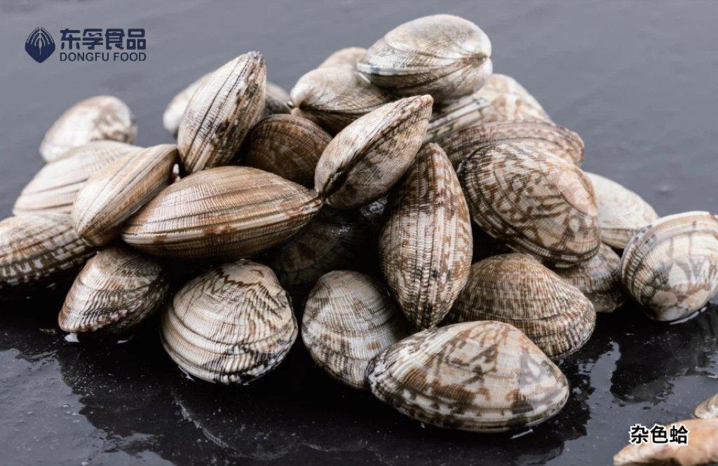 Frozen cooked Clam