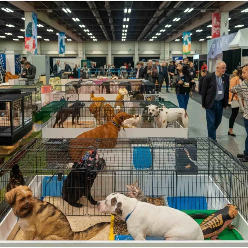 Inside Expozoo Paris Animal Show: B2B Key Insights - 2