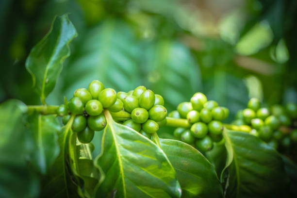 Top 7 Green Coffee Suppliers in Austria in July 2025