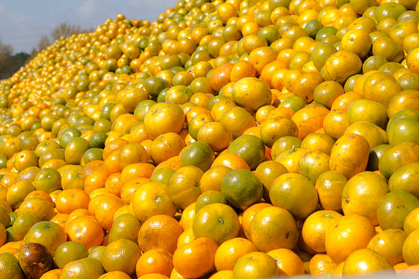 Top 7 Orange Suppliers in Netherlands in Quarter 3 of 2025: Market Insights & Strategic Forecasts