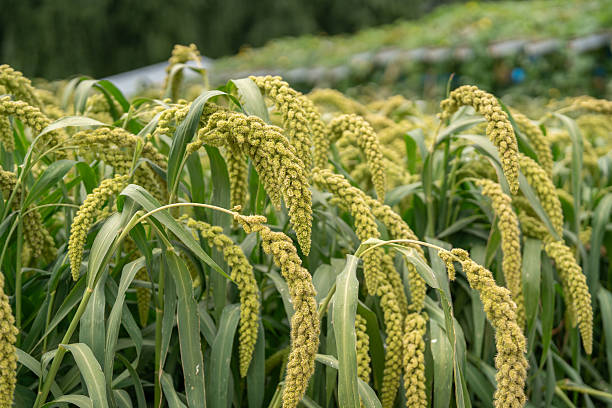 Top 10 Millet Suppliers in Indonesia in August 2025: Urgent Market Update for Buyers