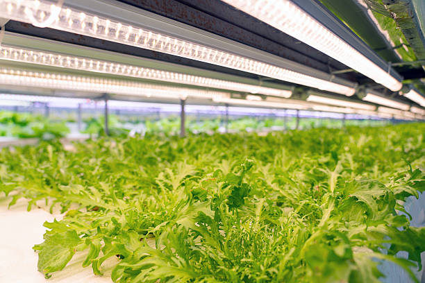 Your Expert Guide to Procuring Top-Tier Fresh Lights: Top 8 Fresh Lights Suppliers in Egypt in 2026