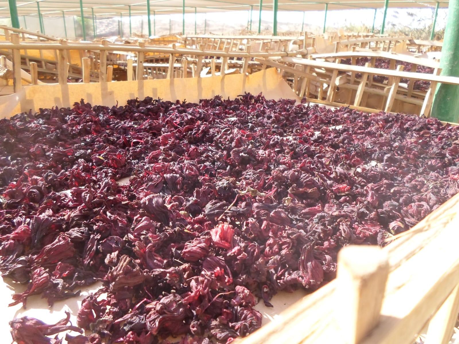 Top 7 Hibiscus suppliers in Egypt — 7 Capabilities Reviewed - 2