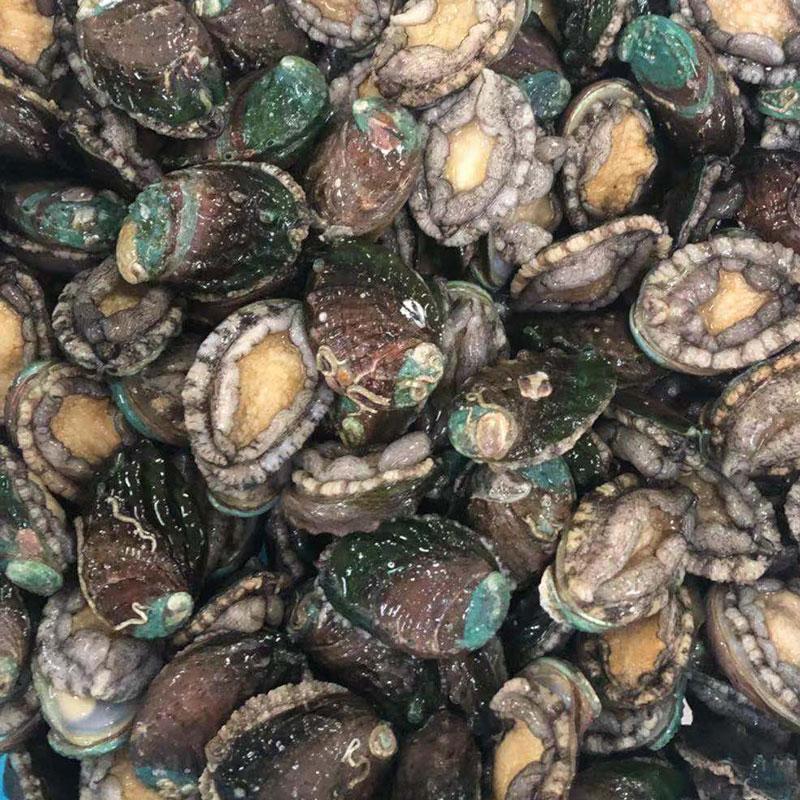Hot Selling Good Quality Nutritious Shellfish Dried Abalone