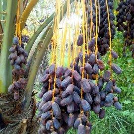 Irani Dates