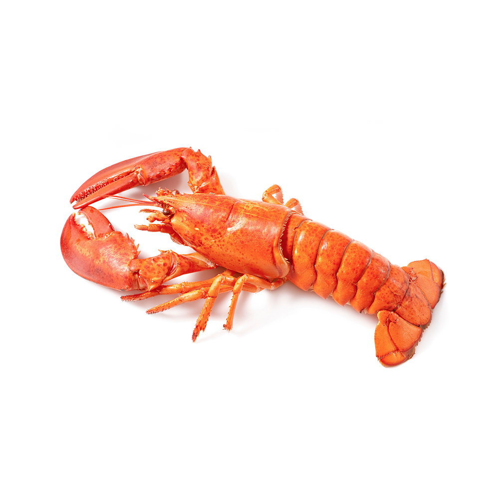 Wholesale Exporter We Sell Frozen Lobster / Live Lobster/Frozen Seafood