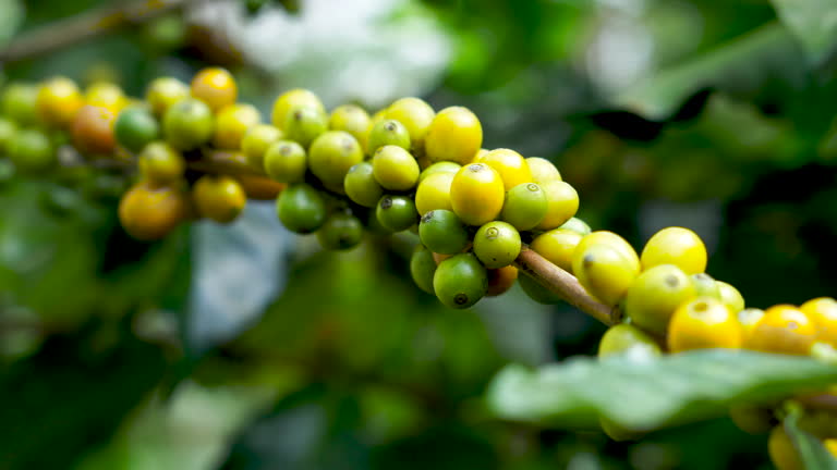 Top 8 Green Coffee Suppliers in Bangladesh in July 2025: Urgent Market Update & Verified Options