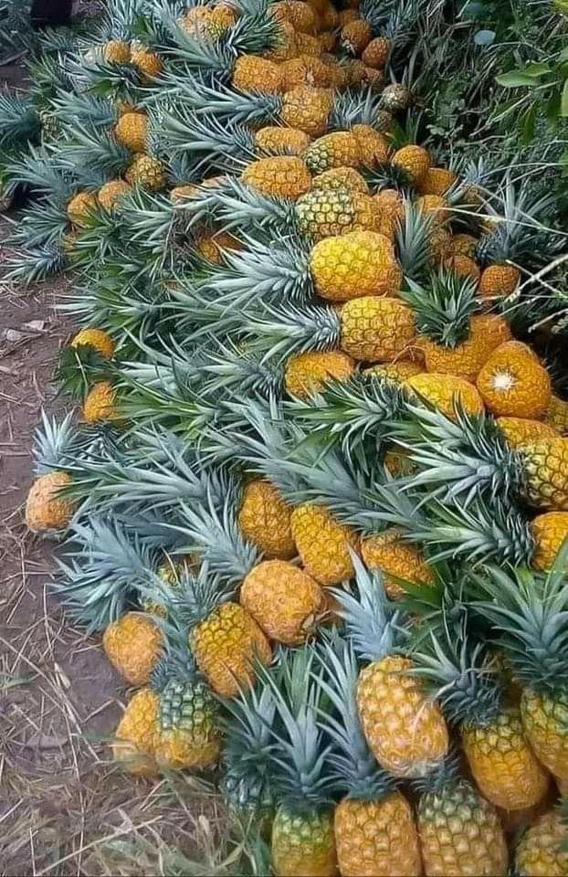 Pineapple Ph 3.5–4.0 Size 65–85 Mm (grade A) Moisture Content 80–85% Weight Per Fruit 150–250 G Tss Degree Brix 11–15