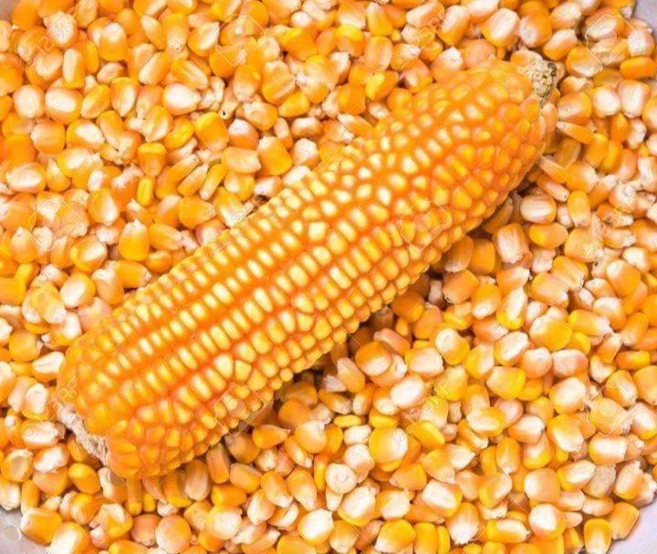 Yellow Maize Image 3
