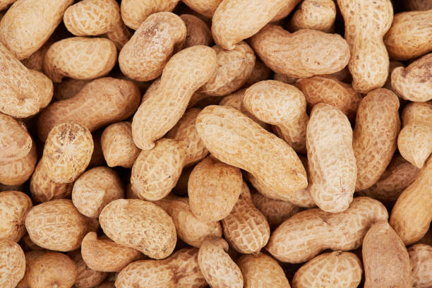 A Comprehensive Guide to Sourcing High-Quality Peanuts: Top 3 Peanuts Suppliers in Turkey in Year 2025