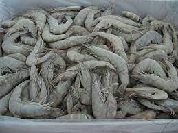 Frozen vannamei shrimp Glazing 5%–20% Antibiotic Free Yes Moisture Content ≤20% Shelf Life 18–24 Months Species Litopenaeus