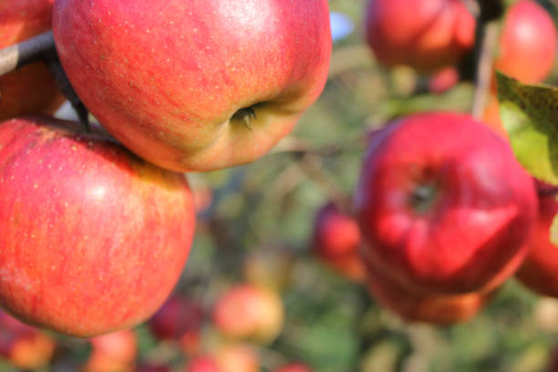 Top 10 Apple Suppliers in Pakistan in Year 2025