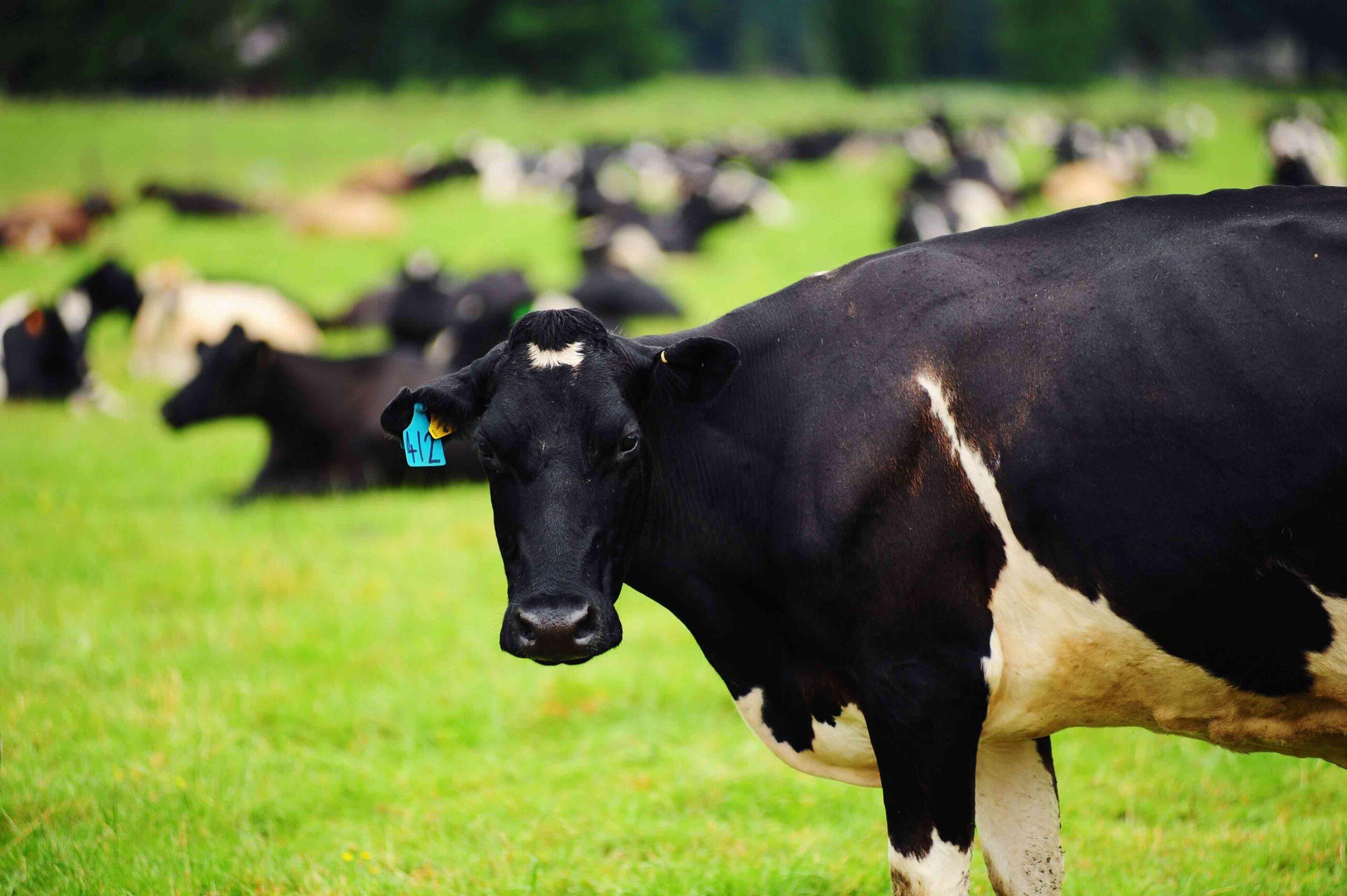 Dairy Cattle