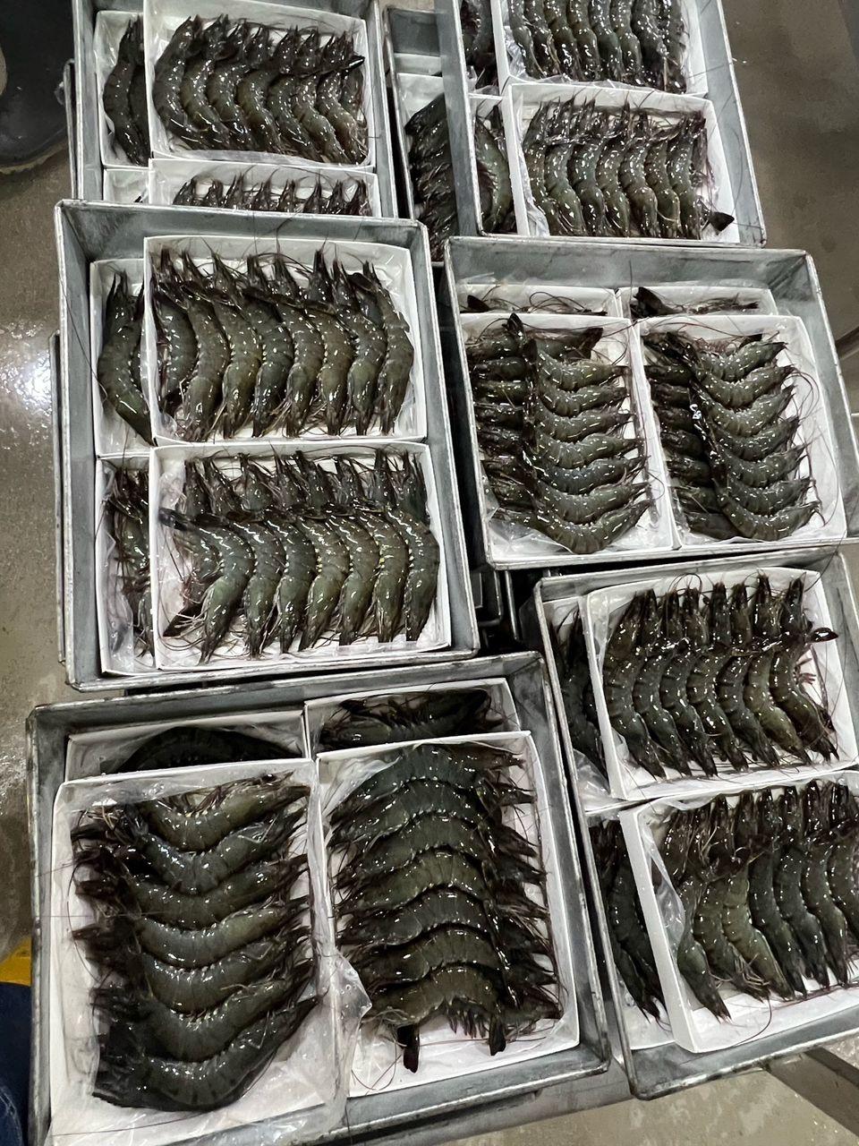 Frozen Black Tiger Prawn