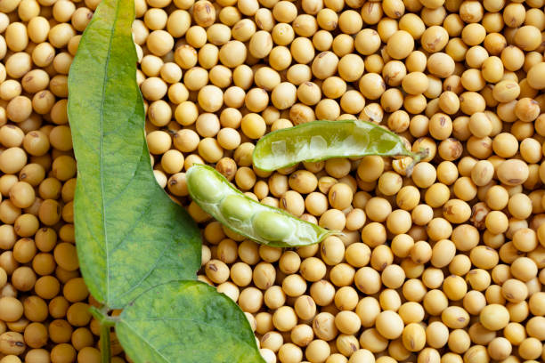 Top 9 Soybean Suppliers in Kenya in Quarter 3 of 2025