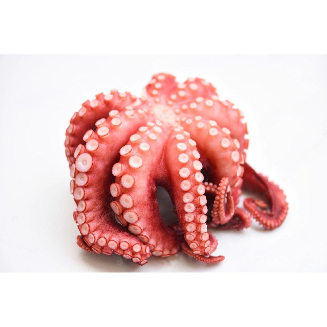 Frozen Whole Octopus bulk supply wholesale premium quality seafood