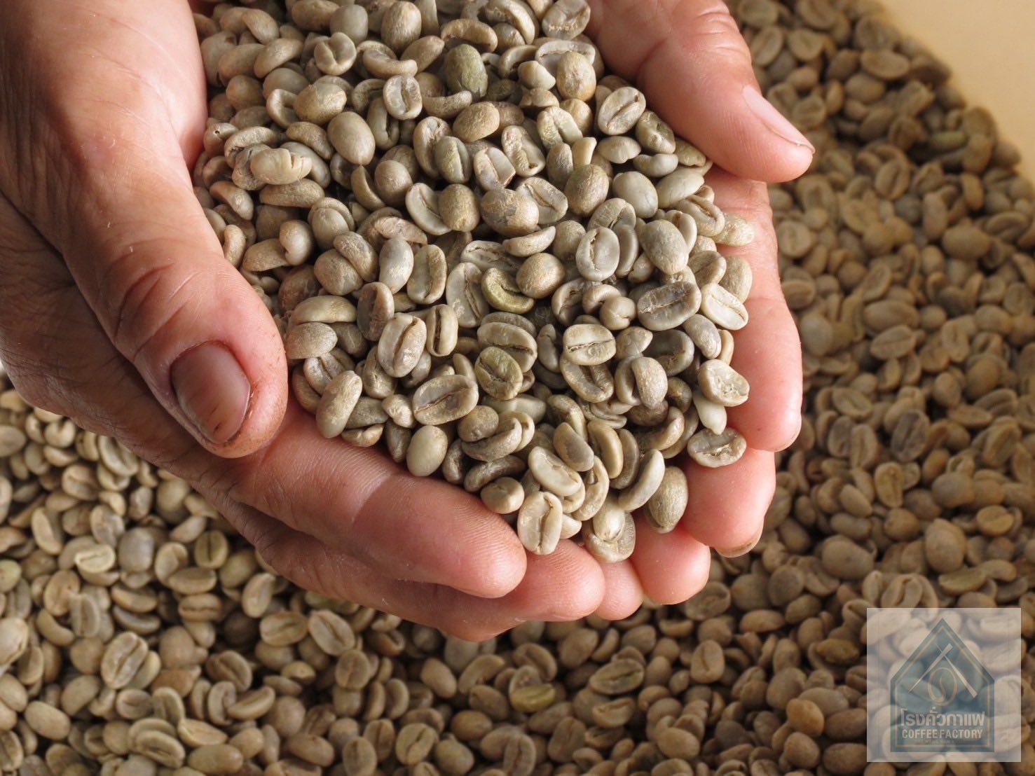 Thailand Arabica Green Beans