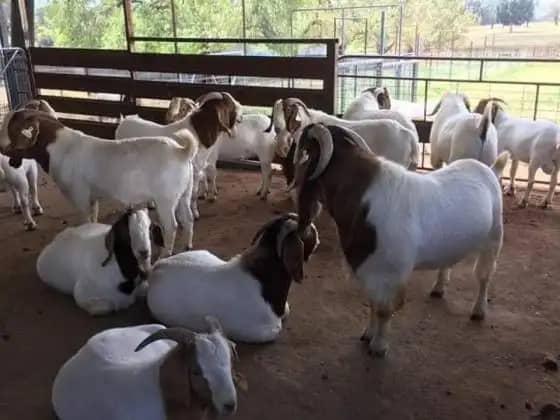 Saanen goats for sale with excellent milk yield and strong health