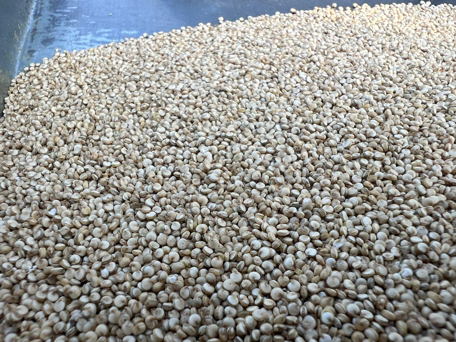 Harvested Quinoa