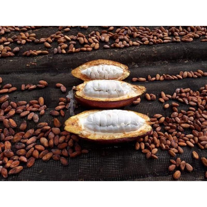 Cocoa Beans
