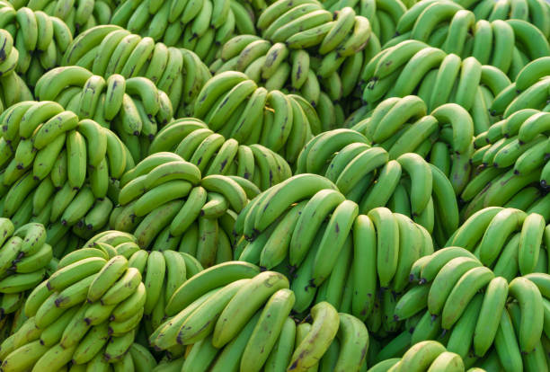 A Comprehensive Guide to Sourcing High-Quality Banana: Top 10 Banana Suppliers in Pakistan in Year 2025