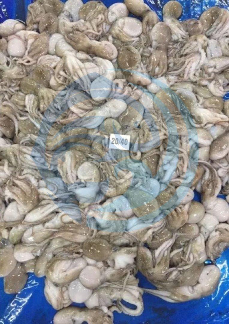 FROZEN BABY OCTOPUS - HIGH QUALITY Texture Tender Flavor Rich Seafood Flavor Sourcing Clean Ocean Waters Processing Method Hygienic Freezing Methods