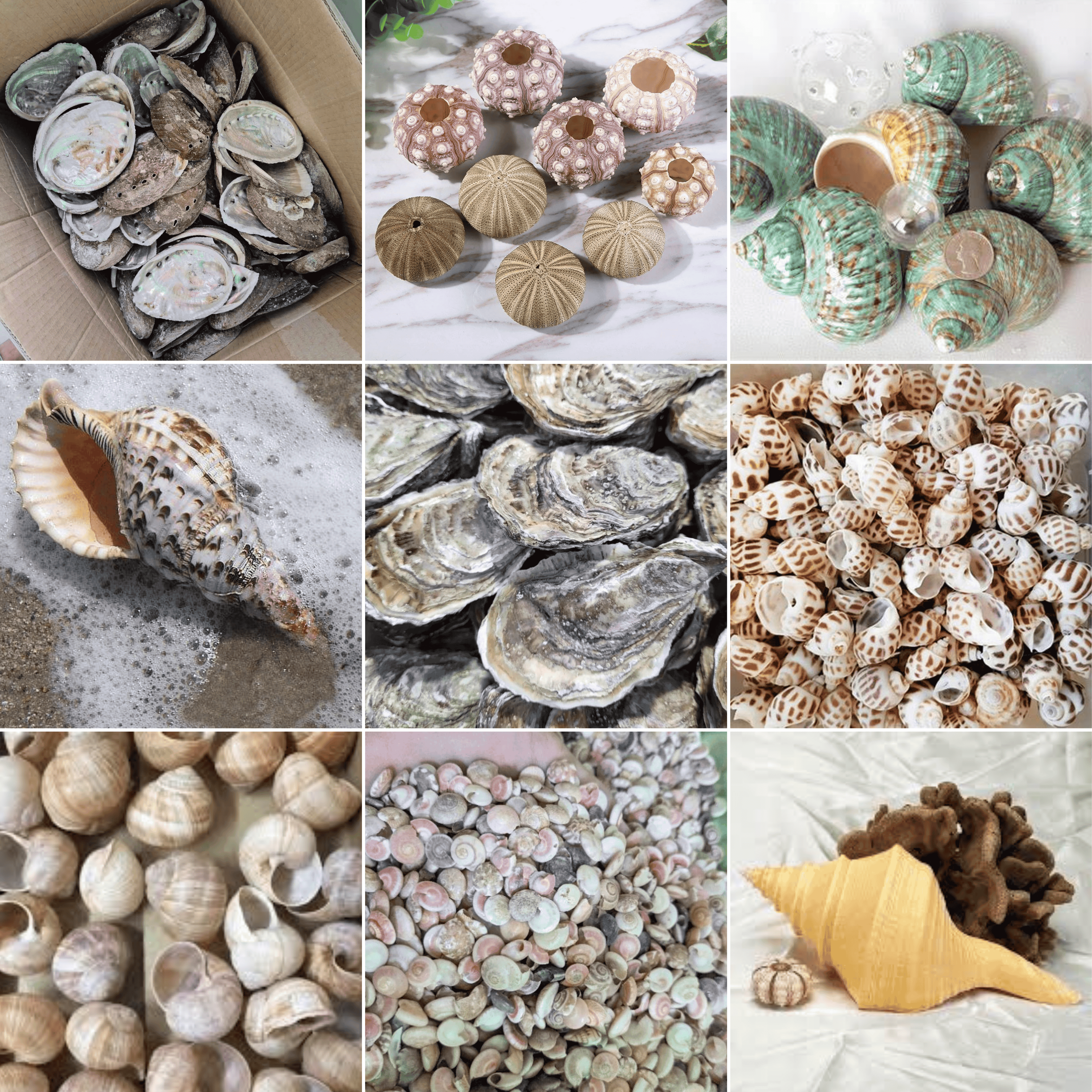 Natural Marine Seashells 1