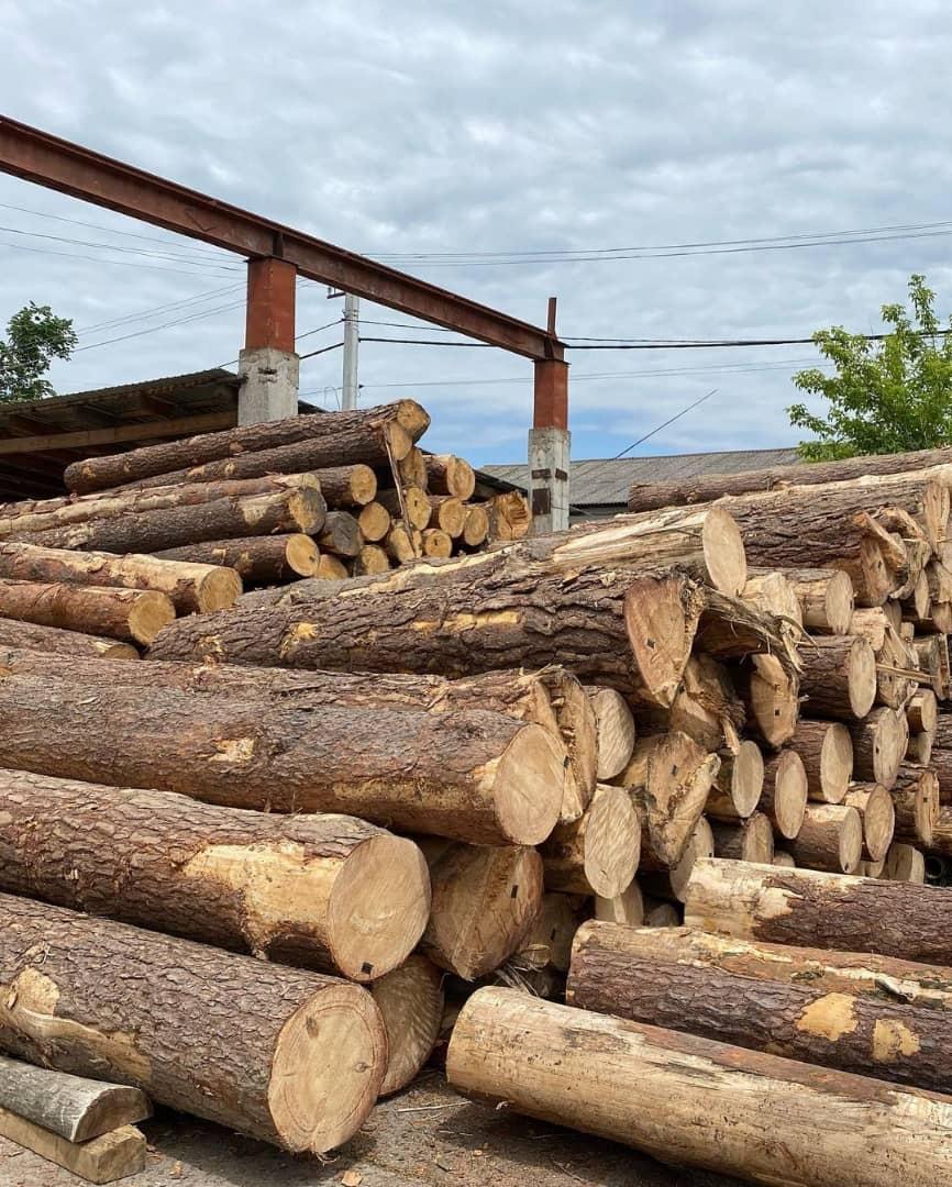 Beech logs 3m+/30cm+ FOR SALE